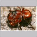 Formica -Serviformica- cf rufibarbis - Ameisenkoenigin 03 11mm.jpg